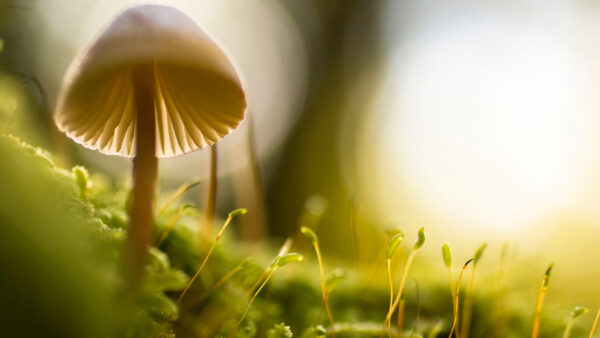 Wallpaper Scenery, Mushroom