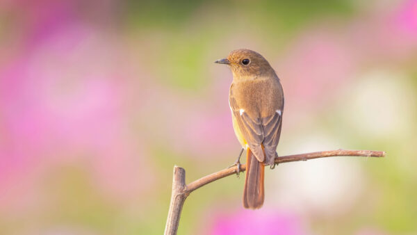 Wallpaper Animals, Animal, Mobile, Birds, Desktop, Bird