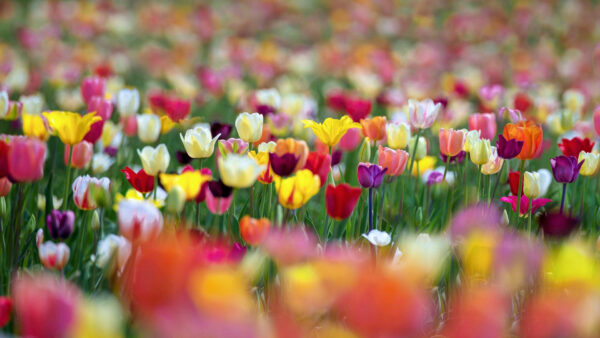 Wallpaper Spring, Tulip, Blur, Background, Flowers, Colorful