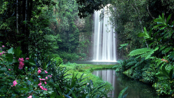 Wallpaper Amazon, Jungle, Nature, Desktop, Waterfall, Thicket