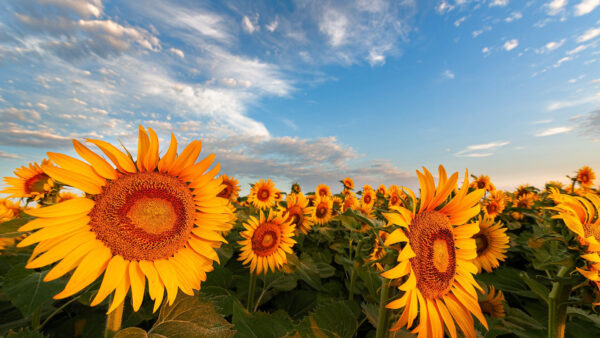 Wallpaper Flowers, Sunflowers, Blue, Yellow, Sky, Field, Wide, Under, Desktop