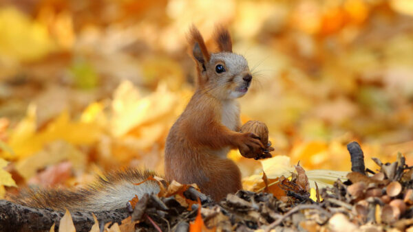 Wallpaper Dry, Nuts, Squirrel, Eating, Desktop, Leaves, Sitting, Animals, And