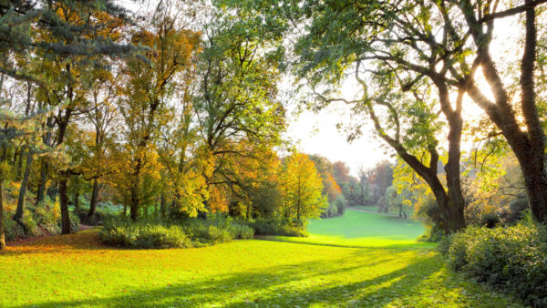 Wallpaper Daytime, Park, With, Desktop, Autumn, Nature, During, Mobile, Trees, Sunrays