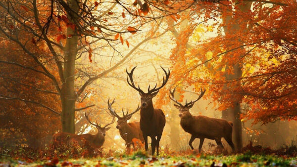 Wallpaper With, Forest, Deers, Animals, Horns, Sharp