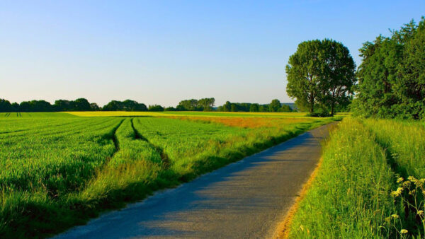 Wallpaper View, Nature, Green, Between, Beautiful, Road, Grass, Field