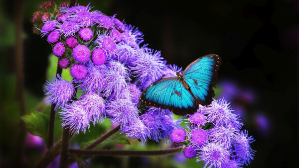 Wallpaper Sitting, Flowers, Desktop, Purple, Butterfly, Blue