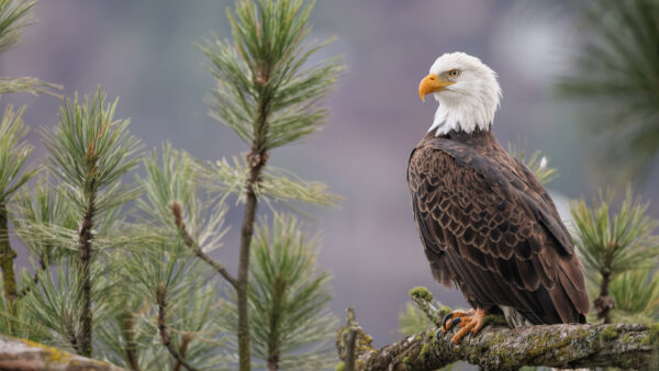 Wallpaper Desktop, Tree, Eagle, Birds, Mobile, Background, Branch, Shallow, Standing, With