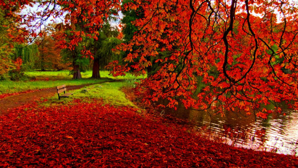 Wallpaper Side, Near, Nature, Trees, Bench, With, Grass, River, Desktop, Green, Leaves, Red, Wooden