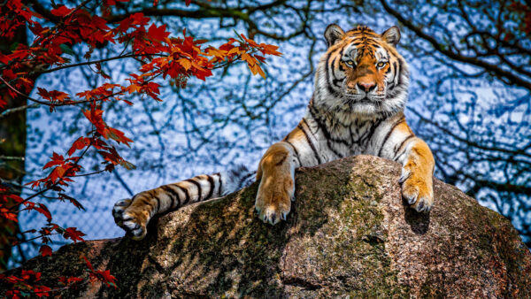 Wallpaper Rock, Desktop, Top, Daytime, During, Leaves, Animals, Near, Tiger, Red