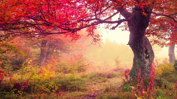 Wallpaper Trees, Autumn, Forest, Red, Nature