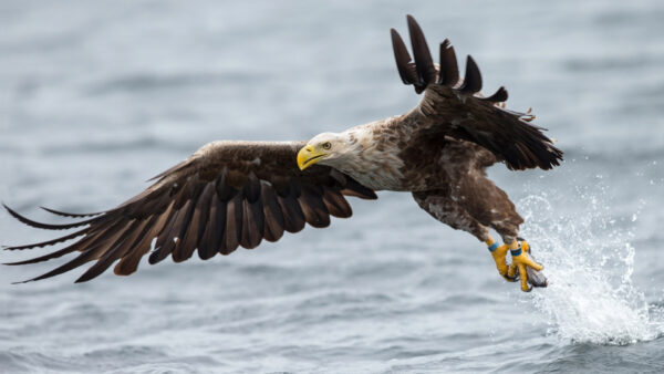 Wallpaper Animals, White-Tailed, From, Water, Leg, Eagle, Desktop, With, Flying, Fish