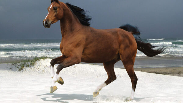 Wallpaper Running, Brown, And, Background, Horse, Desktop, With, Sky, Beach, Snow
