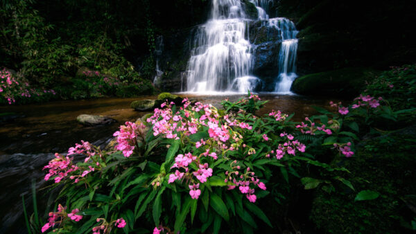 Wallpaper Thailand, And, Flowers, Nature, Waterfalls, Front, River