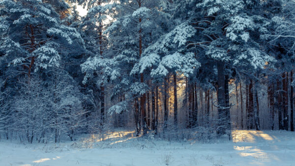 Wallpaper Background, Desktop, Mobile, Nature, Trees, Sunbeam, Snow, Covered, Forest