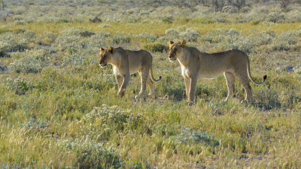 Wallpaper Mobile, Desktop, Standing, Lion, Grass, Lions, Are