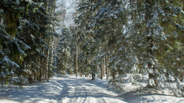 Wallpaper Nature, Desktop, Forest, Trees, Covered, Snow