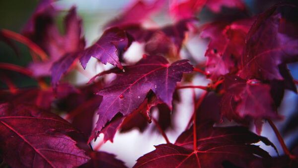 Wallpaper Purple, Branch, Nature, Maple, Closeup, Leaves, View
