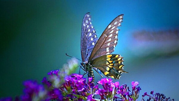 Wallpaper Background, Yellow, Blue, Purple, Flowers, Butterfly, Black