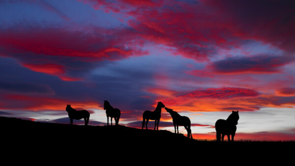 Wallpaper During, Sunset, Horses, Blue, Horse, Shadow, Sky, And, Background, Red, With, Desktop