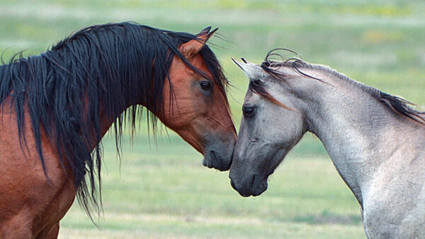 Wallpaper Horses, Background, Grass, Horse, With, Desktop, Blur