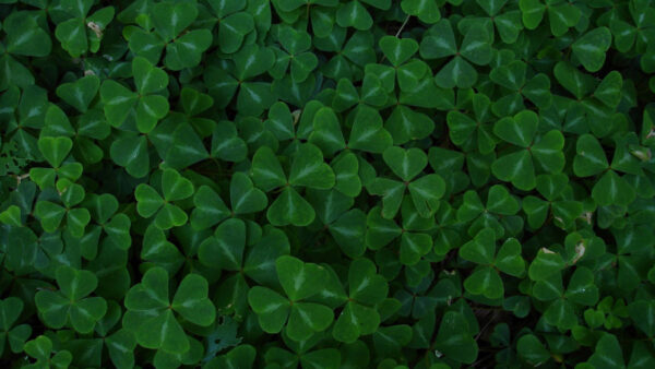 Wallpaper Four, Clover, Leaf, Glover, Desktop, Green