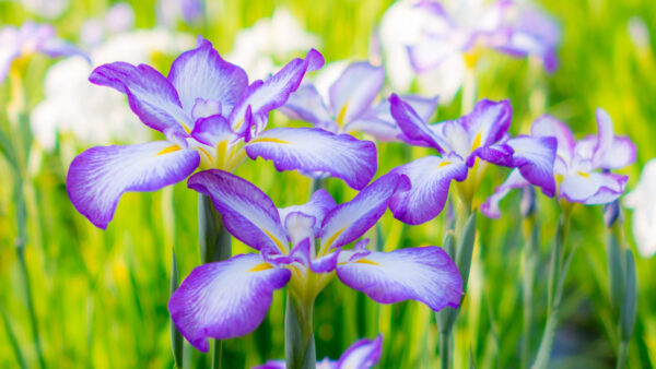 Wallpaper Flowerbed, Irises, Flowers, Summer