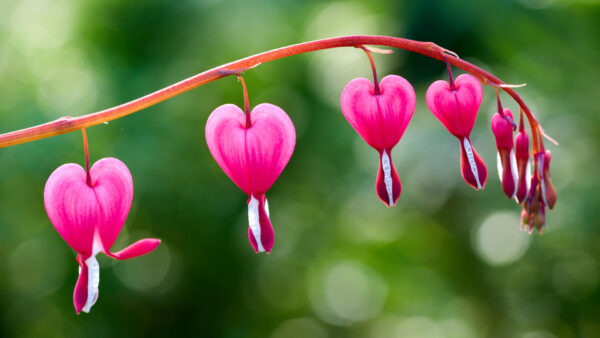 Wallpaper White, Photography, Bleeding, Bokeh, Blur, Pink, Background, Heart, Flowers