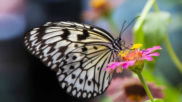 Wallpaper Butterfly, Filament, Flower, Light, Black, Lines, Yellow, Sandal