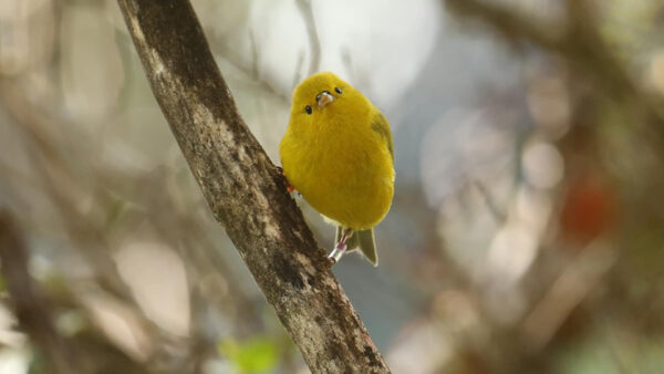 Wallpaper Desktop, Bird, With, Background, Birds, Anianiau, Shallow, Yellow