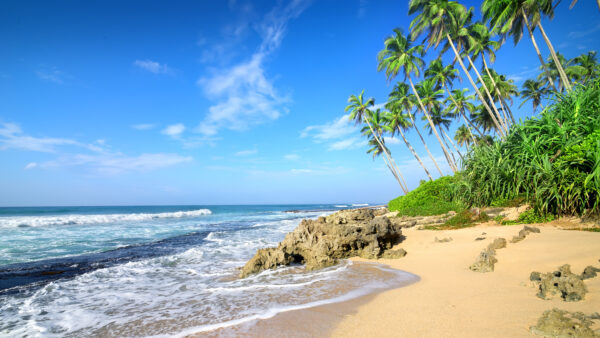 Wallpaper Bushes, Under, And, Waves, Green, Sky, Trees, Blue, Plants, Ocean, Beach, Palm, Nature, Sand