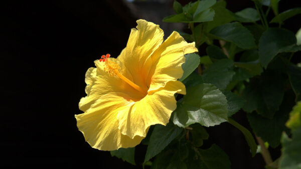 Wallpaper Yellow, With, Background, Flower, Flowers, Leaves, Black, Hibiscus