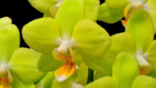 Wallpaper Closeup, Flowers, Twig, Yellow, Background, Flower, Black, Orchid