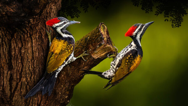 Wallpaper Woodpecker, Sitting, Wood, Birds, Yellow, Green, Trunk, Black, Two, Background, Are, Red