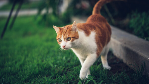 Wallpaper Grass, Cat, And, Desktop, Walking, White, Field, Brown, The