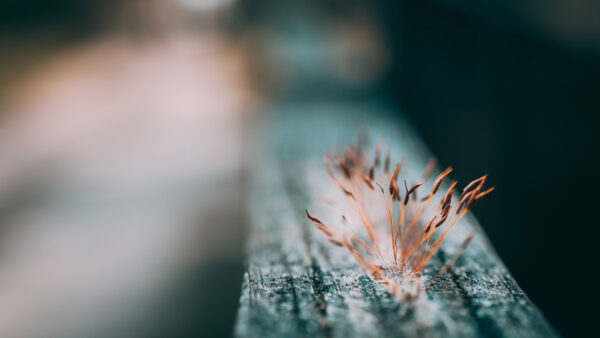 Wallpaper Background, Wood, Photography, Small, Blur, Plant, Beautiful