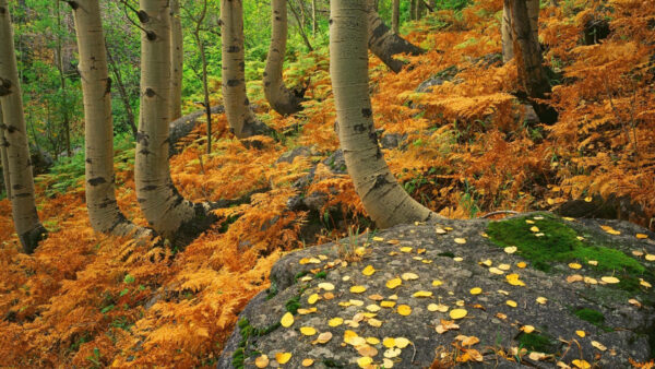 Wallpaper Small, Plants, Desktop, Forest