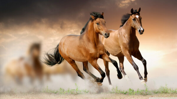 Wallpaper Sky, With, Horses, Brown, Desktop, Cloudy, Horse, Background