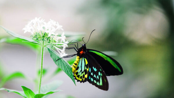 Wallpaper Beautiful, Colorful, Background, White, Blur, Flower, Photography, Butterfly