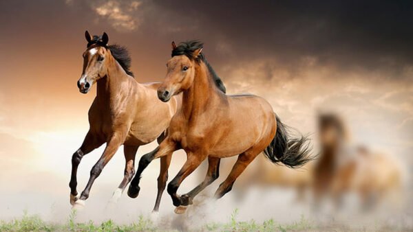Wallpaper Background, Horses, Dusky, Are, Brown, Running, Horse, Sky