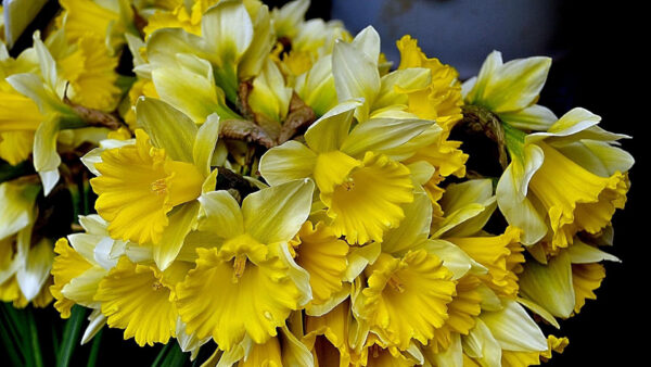 Wallpaper Spring, Flowers, Yellow, Daffodils