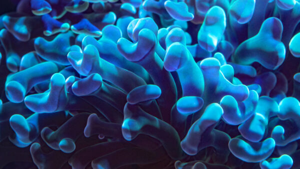 Wallpaper Blue, Beautiful, Coral, Underwater