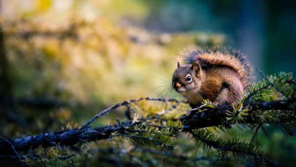 Wallpaper Sitting, Blur, Background, Tree, Fur, Black, Branch, Brown, Squirrel