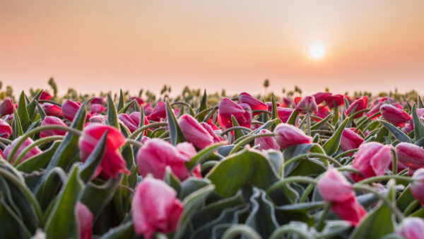 Wallpaper Sunrise, Leaves, Pink, Flowers, Green, Field, Tulips, During