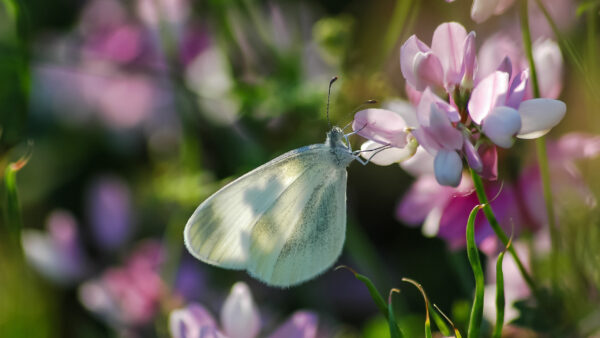 Wallpaper Pink, Flower, Butterfly, White