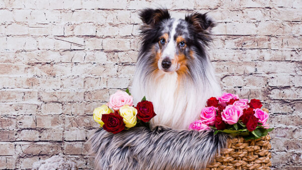 Wallpaper Background, Sheepdog, Dog, Shetland, Brick, WALL