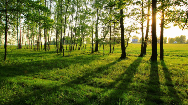 Wallpaper Beautiful, Green, Grass, Trees, Sunbeam, Nature, Field, Leafed, Reflection