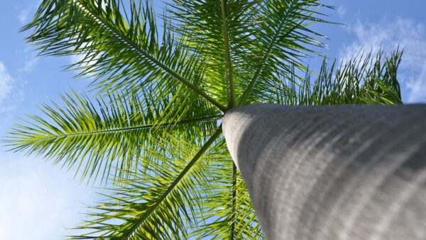 Wallpaper White, Under, Tree, Desktop, Mobile, Nature, Branches, Sky, Palm, Blue, Eye, Worm’s, Clouds, View