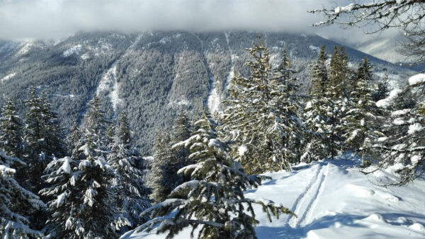 Wallpaper Mountain, Snow, With, Desktop, During, Tree, Forest, Fir, Winter