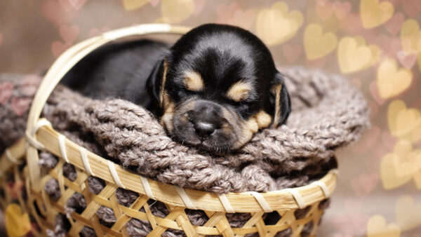 Wallpaper Basket, Bamboo, Sleeping, Puppy, Baby, Inside, Dog, Animal