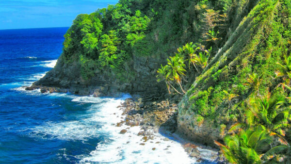 Wallpaper Coast, Sky, Tropical, Ocean, Nature, Background, Blue, Bushes, Waves, Trees, Palm, Caribbean